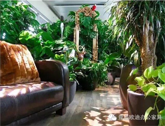 為什么辦公室里一定要養植物？-壹品歐迪辦公家具