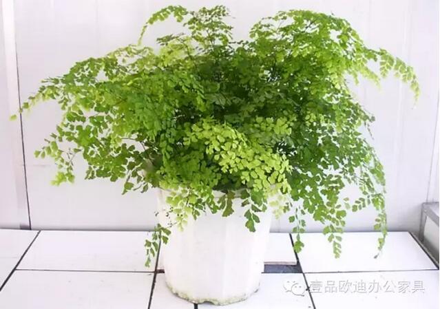 輕松解決辦公室內各種污染！